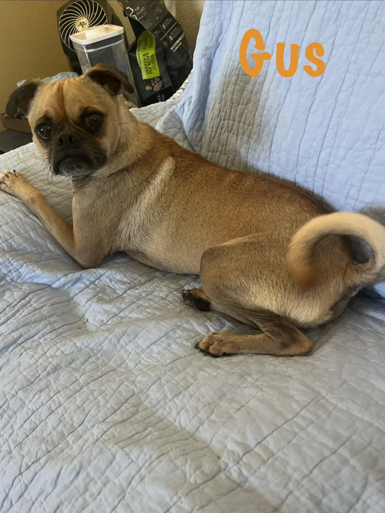 Gus image 2