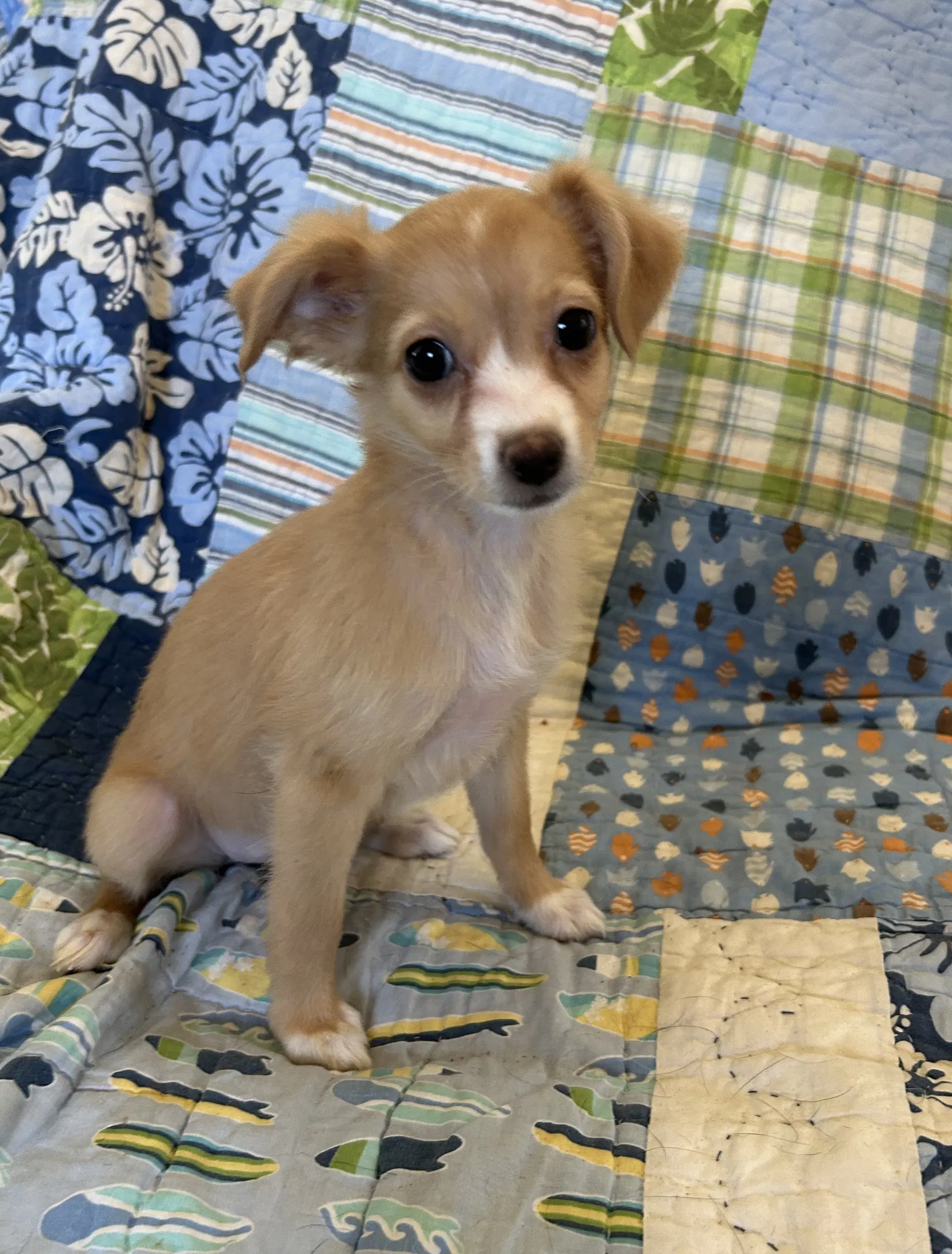 Freida - Chihuahua