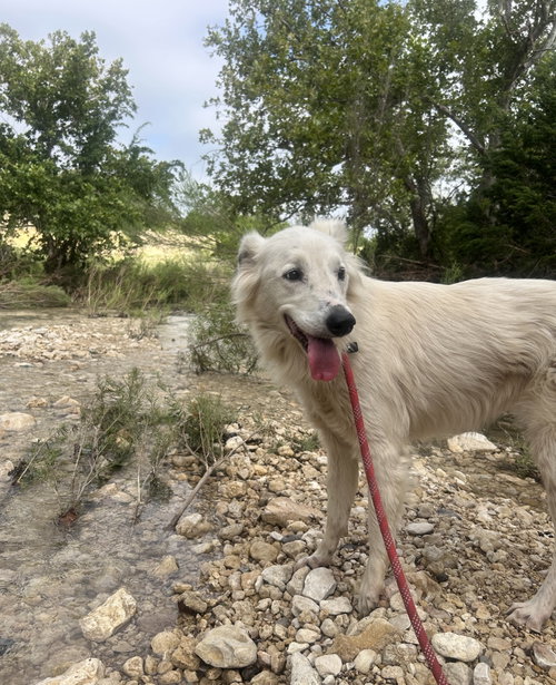 Dixie, photo 5