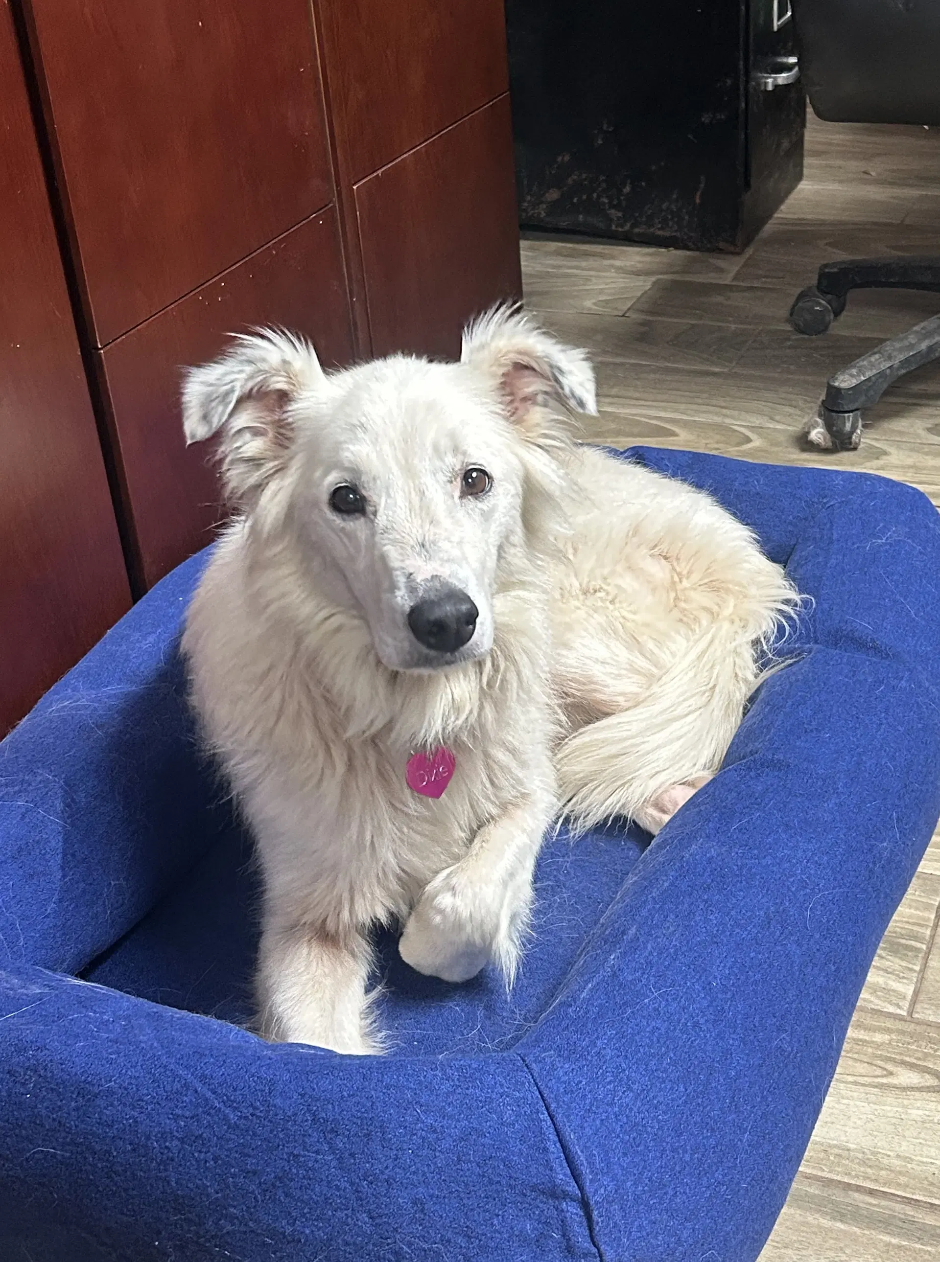 Dixie - Border Collie
