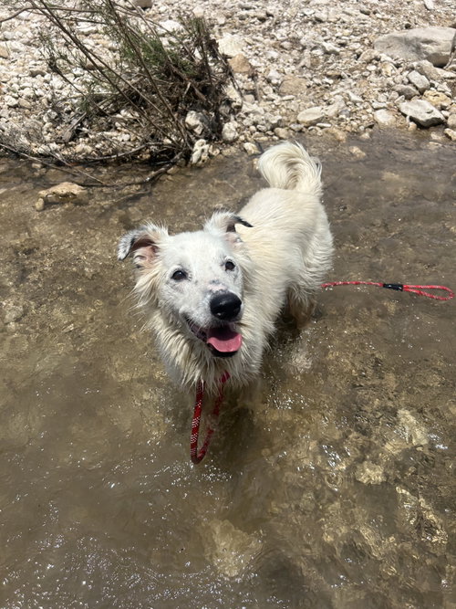 Dixie, photo 3