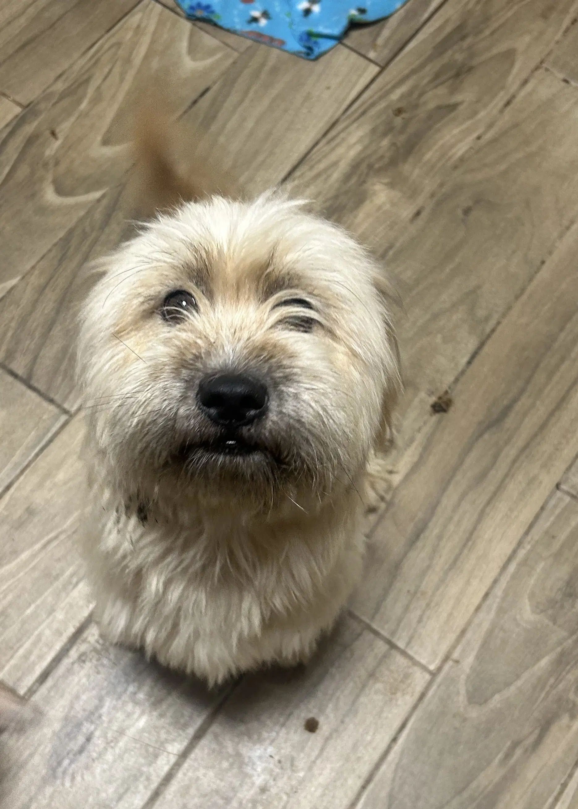 Sayde - Lhasa Apso