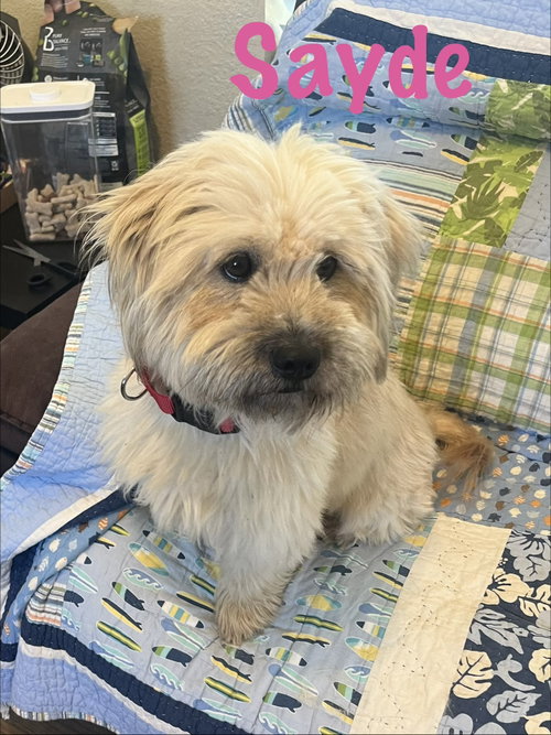 Sayde, an adoptable dog