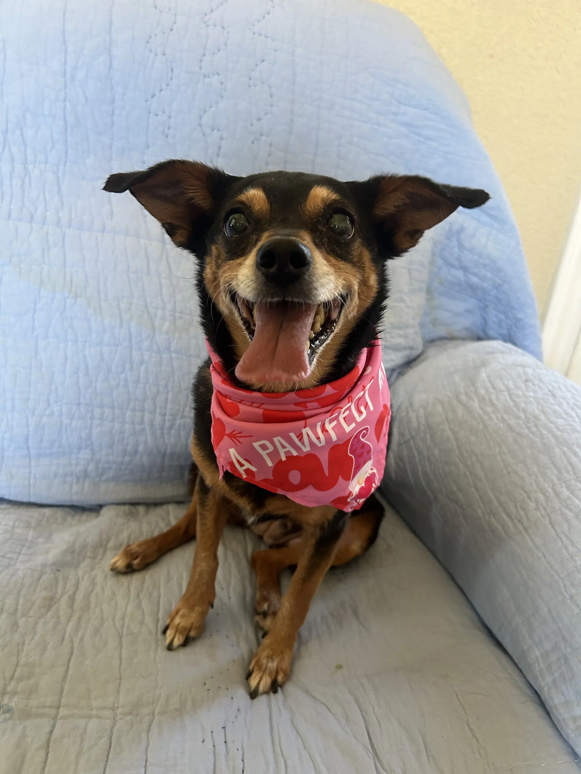 Angel - Chihuahua
