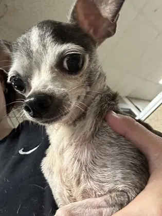 Milky Way - Chihuahua
