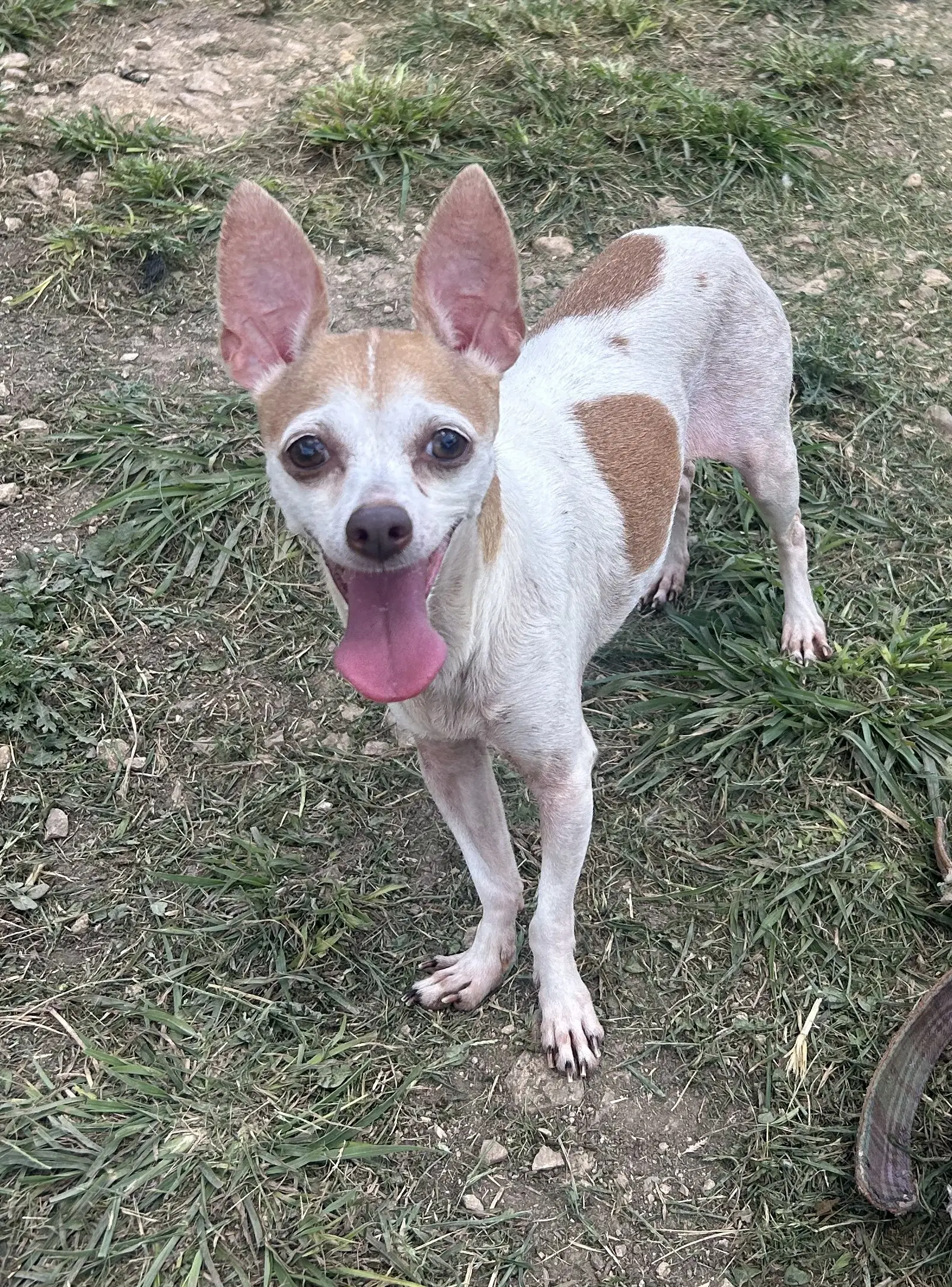 Rosette - Chihuahua