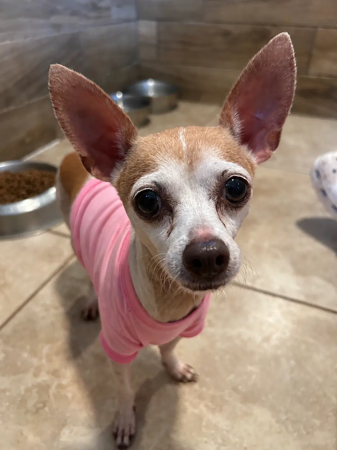 Rosette - Chihuahua