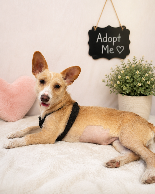 Taffy, an adoptable dog
