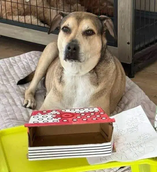 Remi - Shepherd