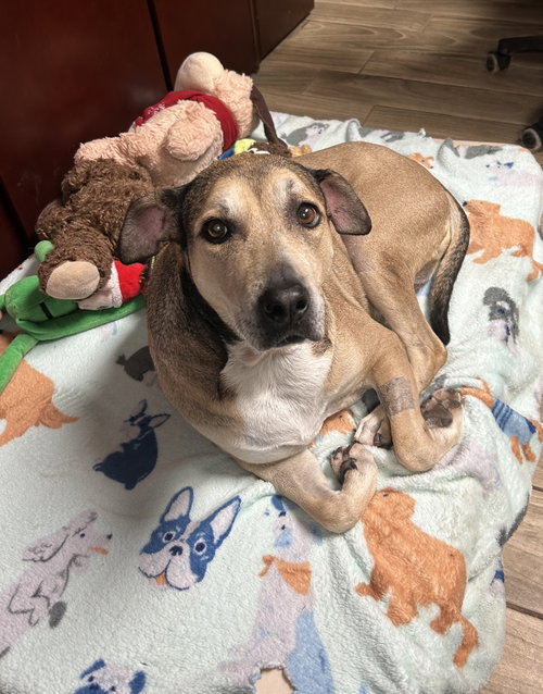 Remi, an adoptable dog