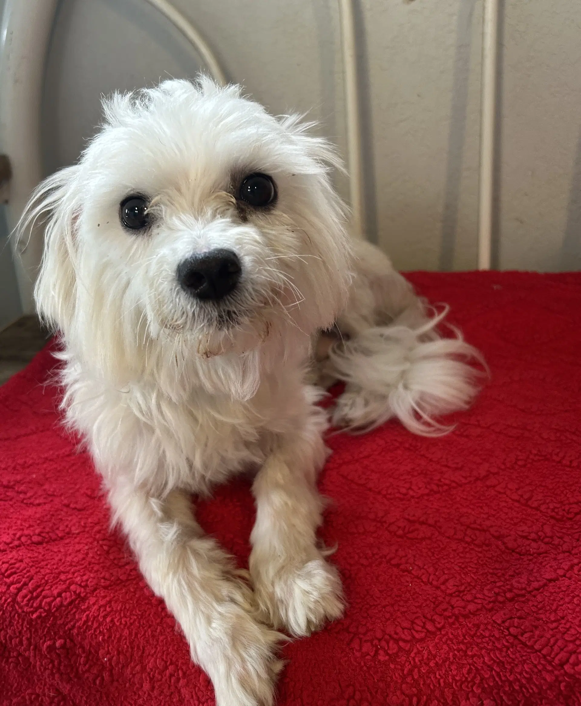Falcor - Maltese