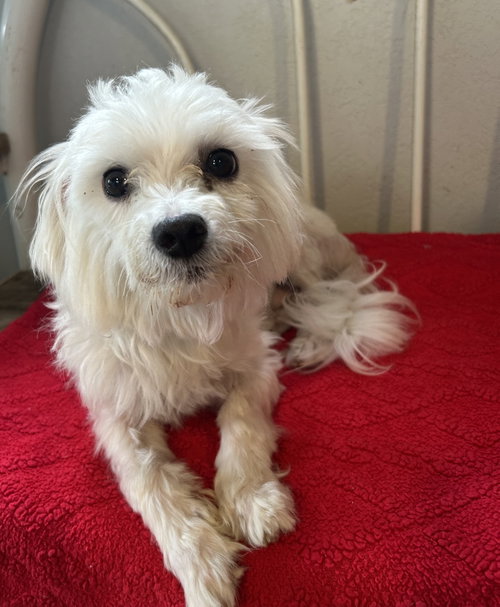 Falcor, an adoptable dog
