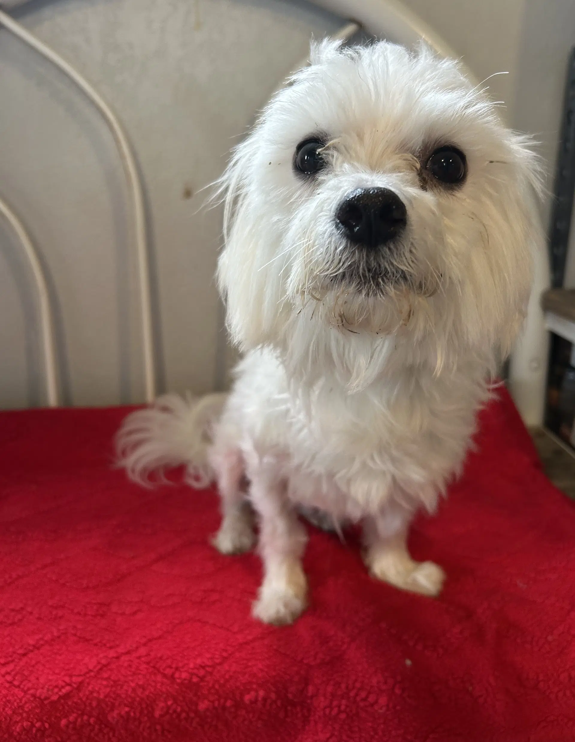 Falcor image 2