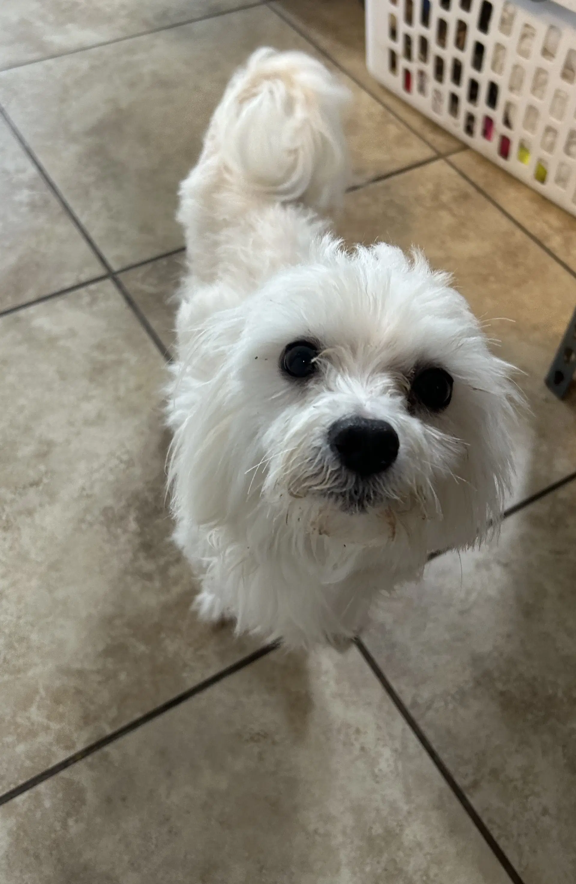 Falcor image 3