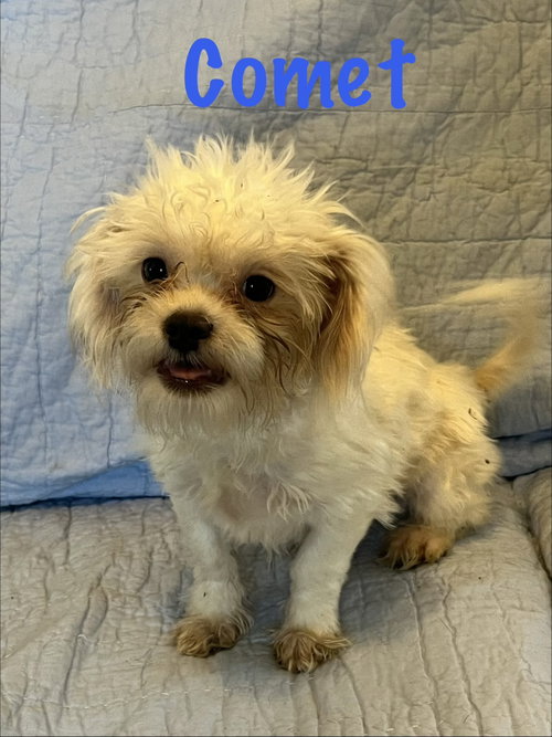 Comet, an adoptable dog