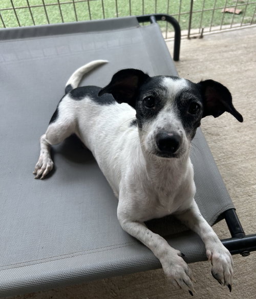 Morticia, an adoptable dog
