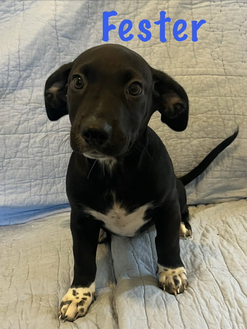 Fester, an adoptable dog
