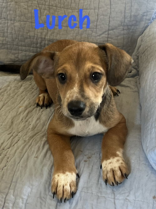 Lurch, an adoptable dog