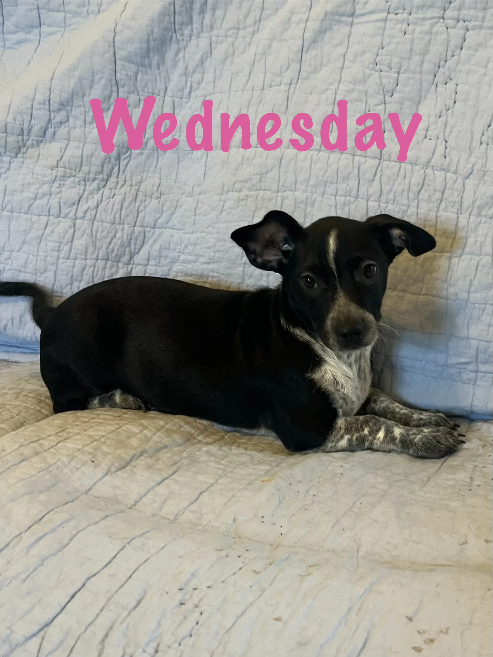 Wednesday