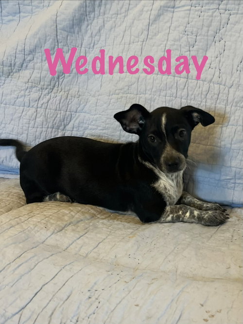 Wednesday, an adoptable dog