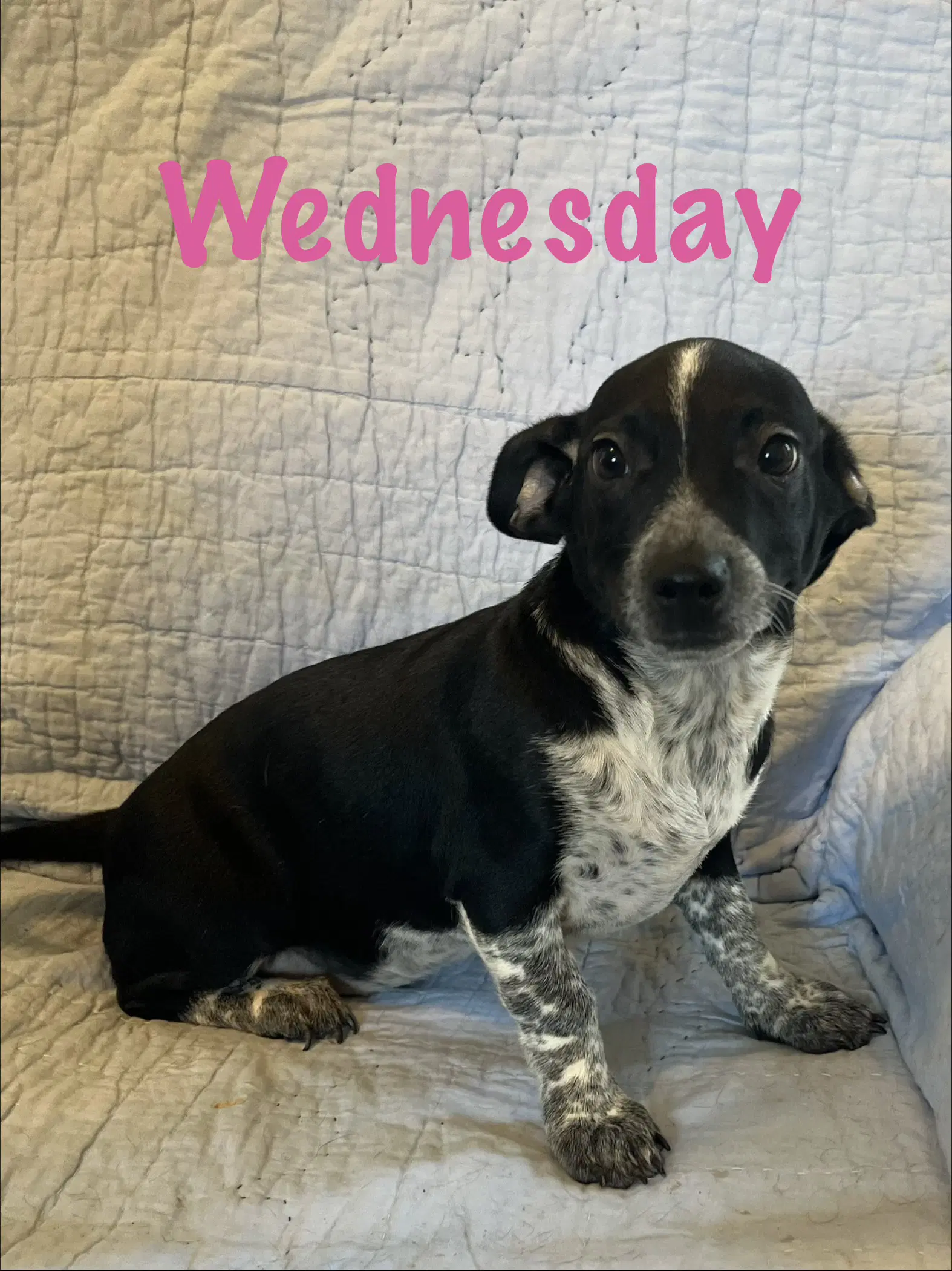 Wednesday image 2