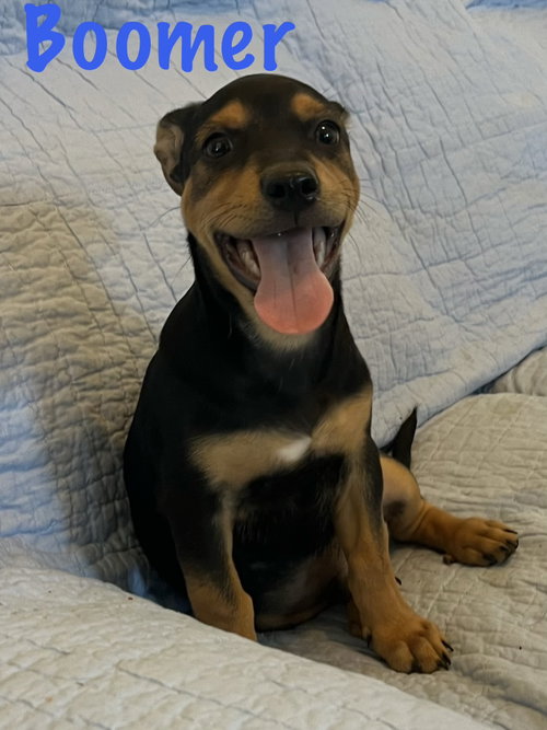 Boomer, an adoptable dog