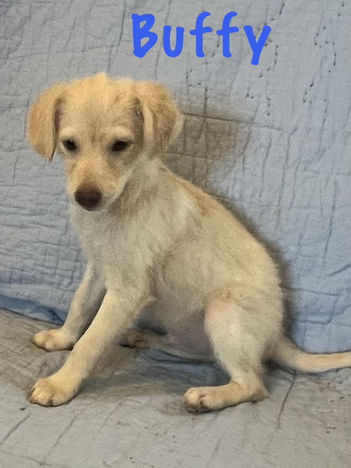 Buffy, an adoptable dog