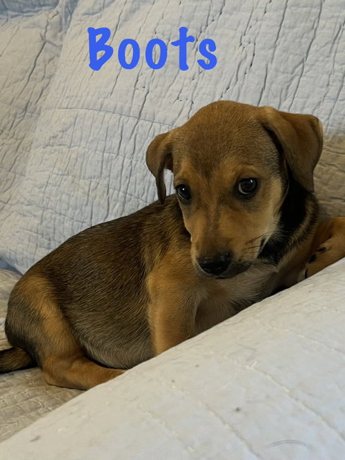 Boots, an adoptable dog