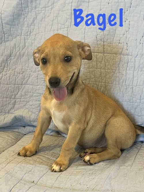 Bagel, an adoptable dog