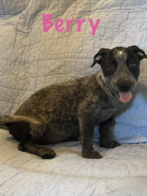 Berry, an adoptable dog