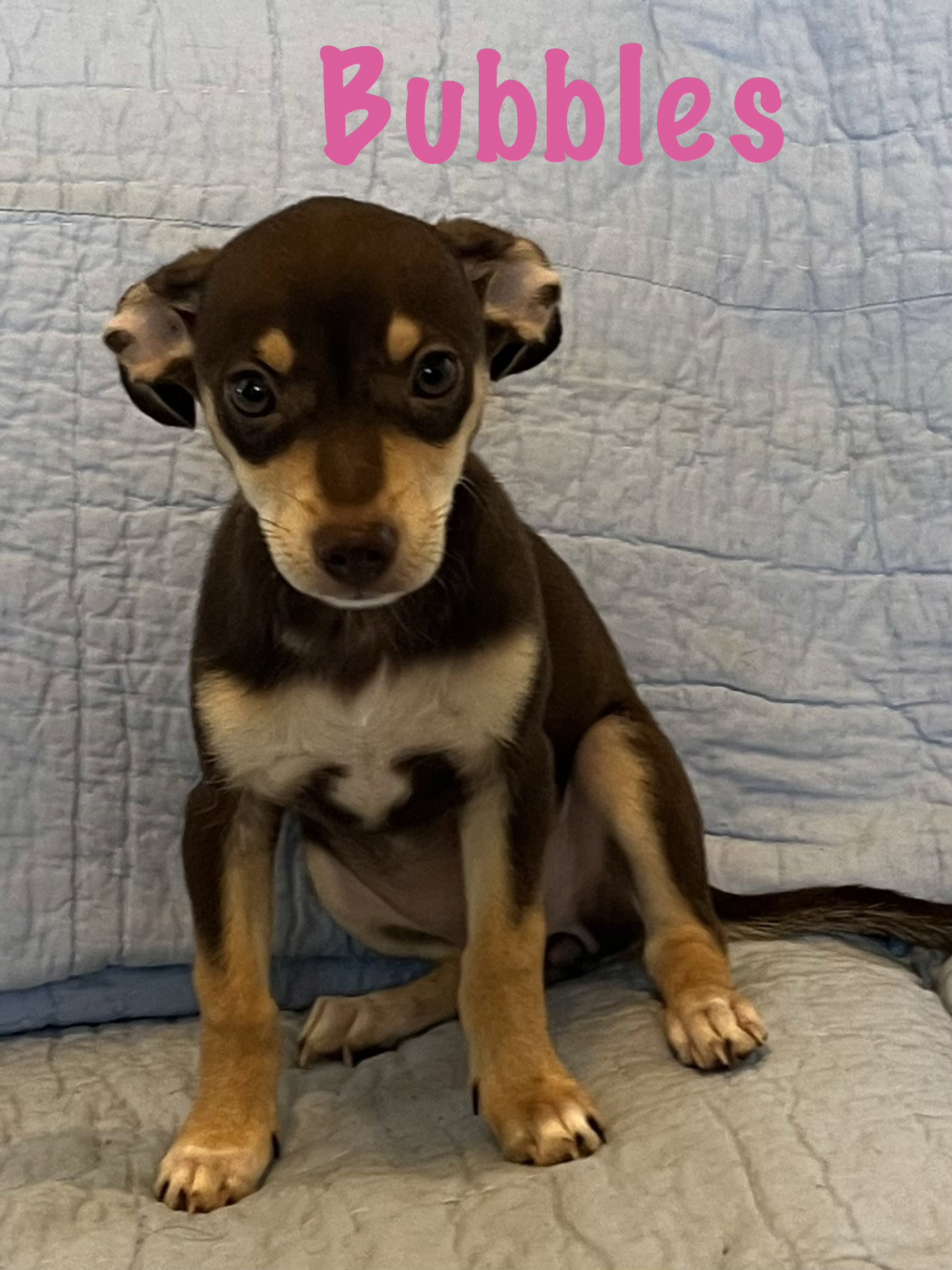 Bubbles, Miniature Pinscher