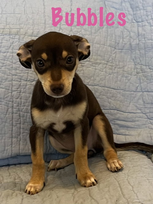 Bubbles, an adoptable dog