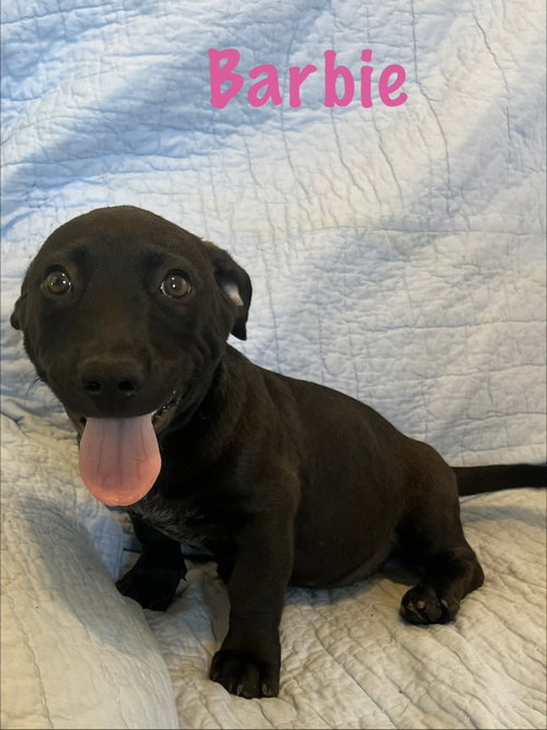 Barbie, an adoptable dog
