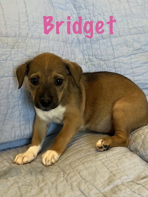 Bridget, an adoptable dog