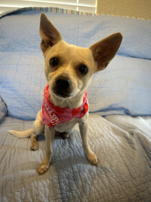 Sierra, an adoptable dog