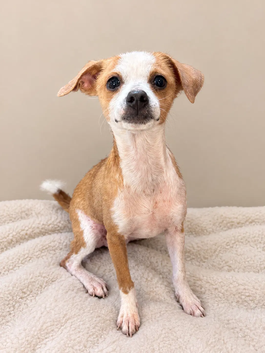 Chica - Chihuahua
