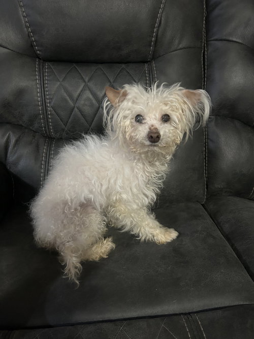 Winnie, an adoptable dog