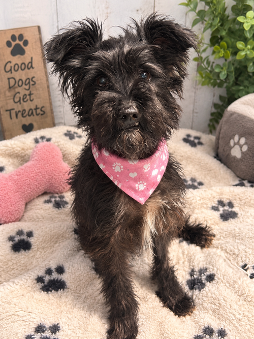 Mystique, an adoptable dog