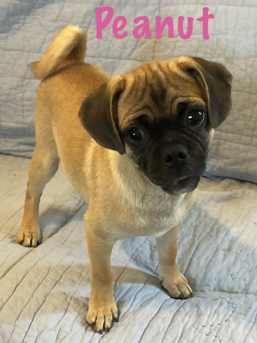 Peanut, an adoptable dog