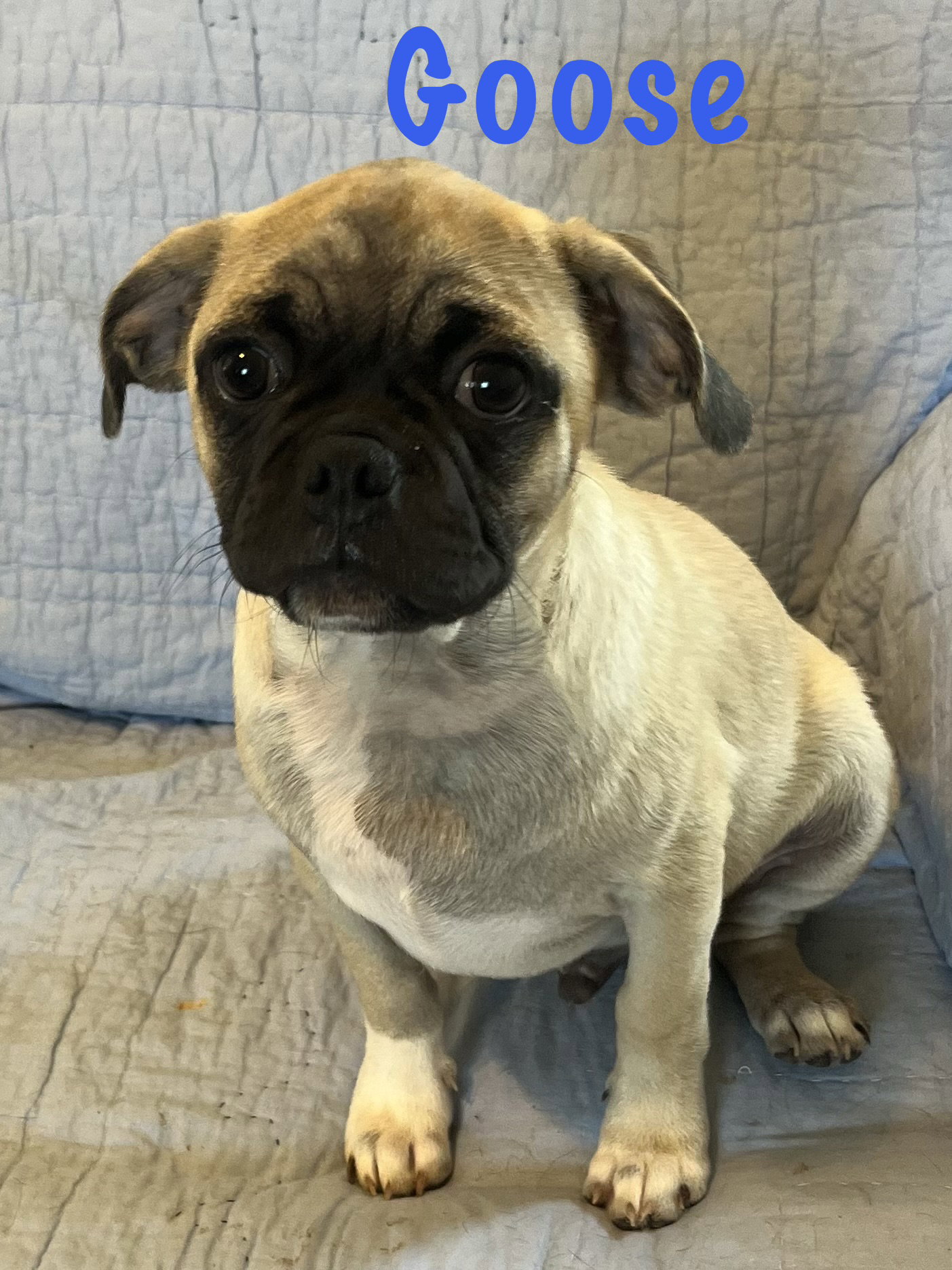 Goose, Pug