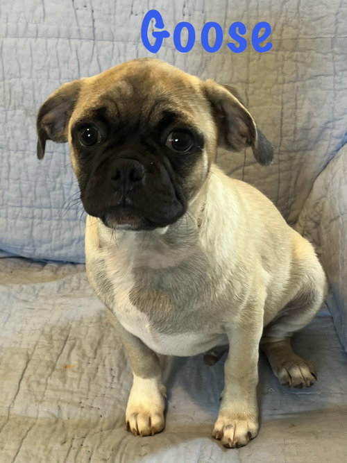 Goose, an adoptable dog