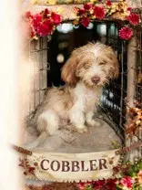 Cobbler image 3