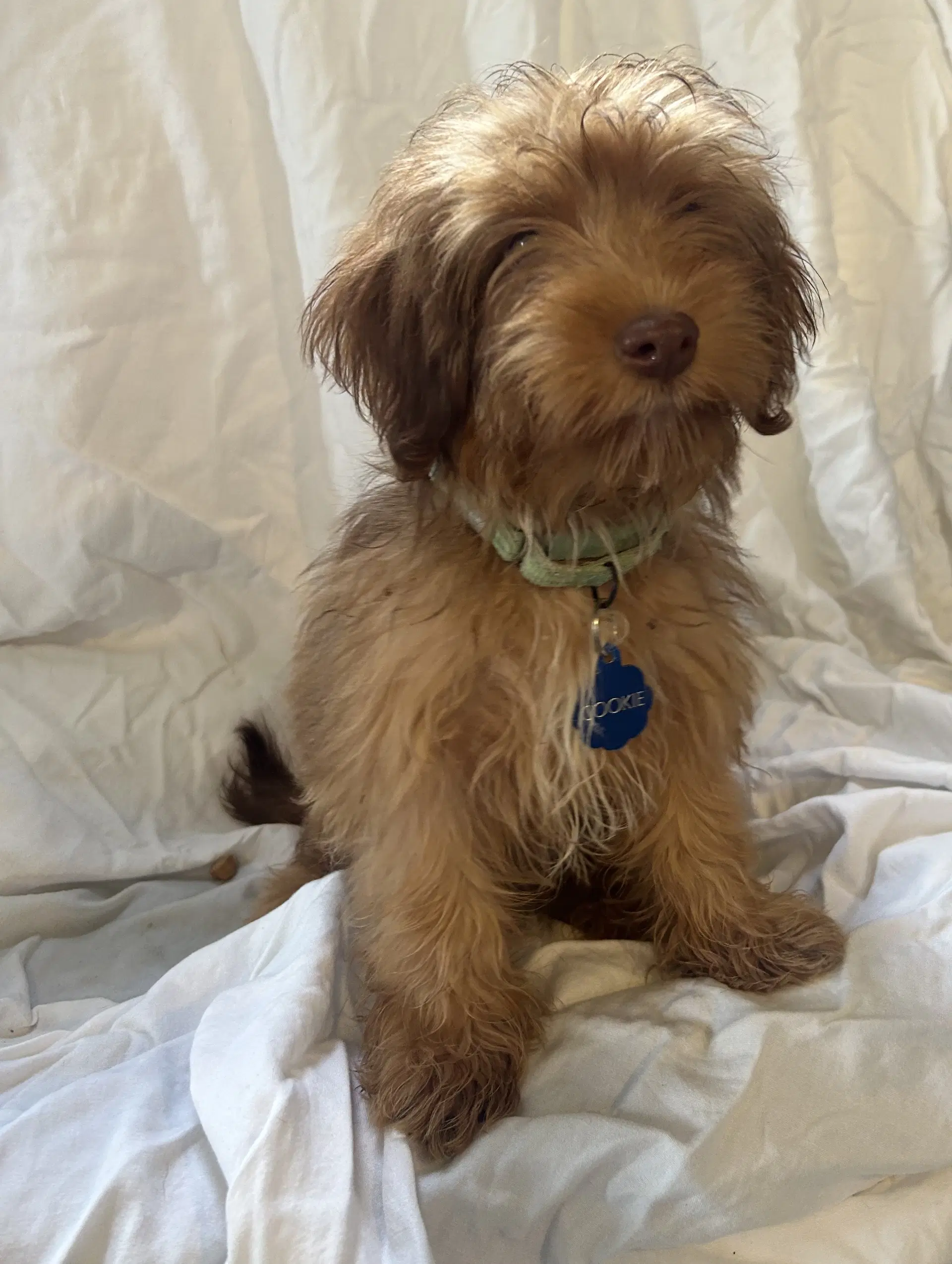 Cookie - Lhasa Apso