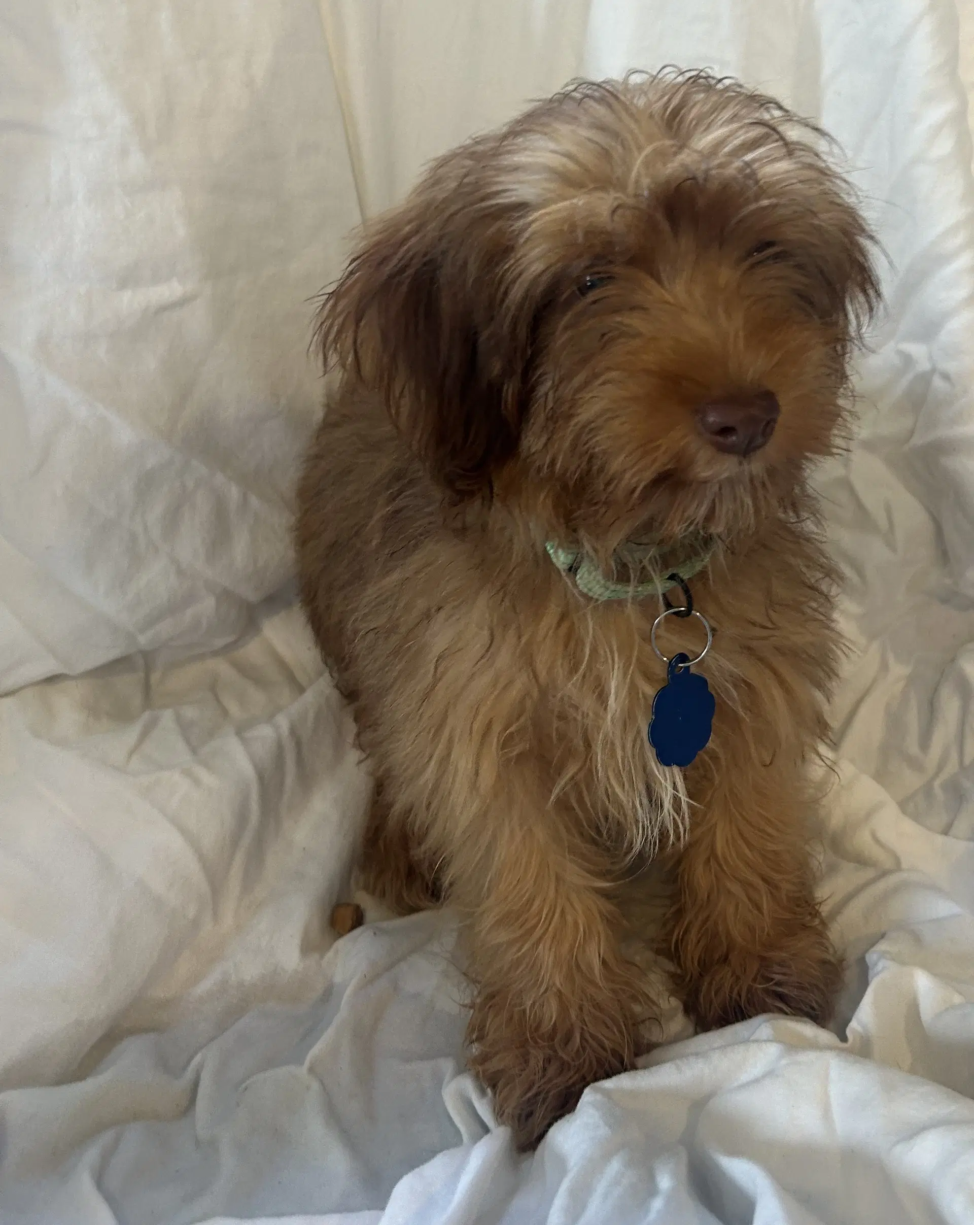 Cookie image 3