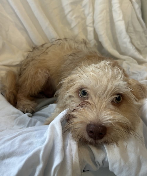 Biscotti, an adoptable dog