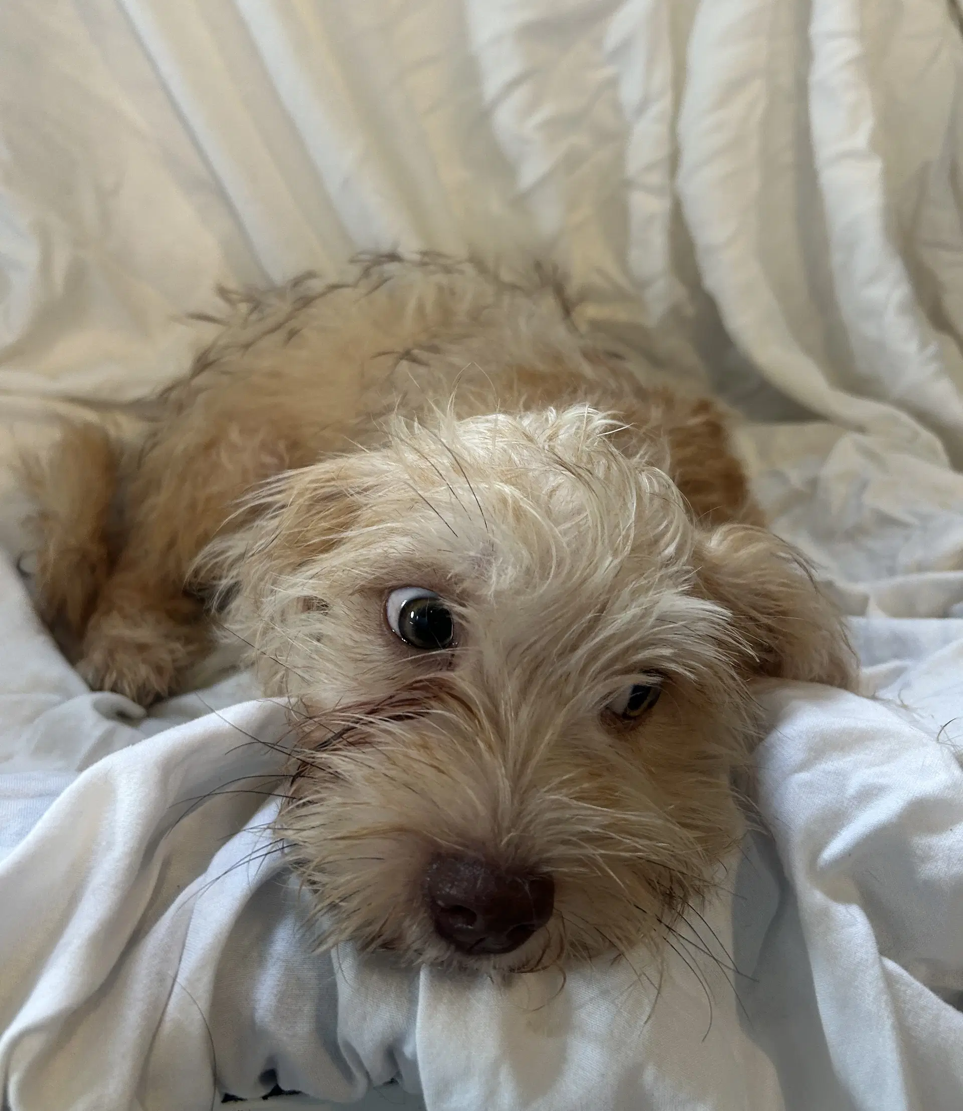 Biscotti image 2
