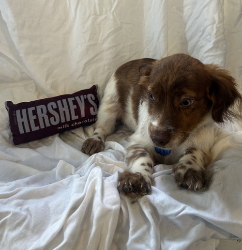 Hershey, an adoptable dog