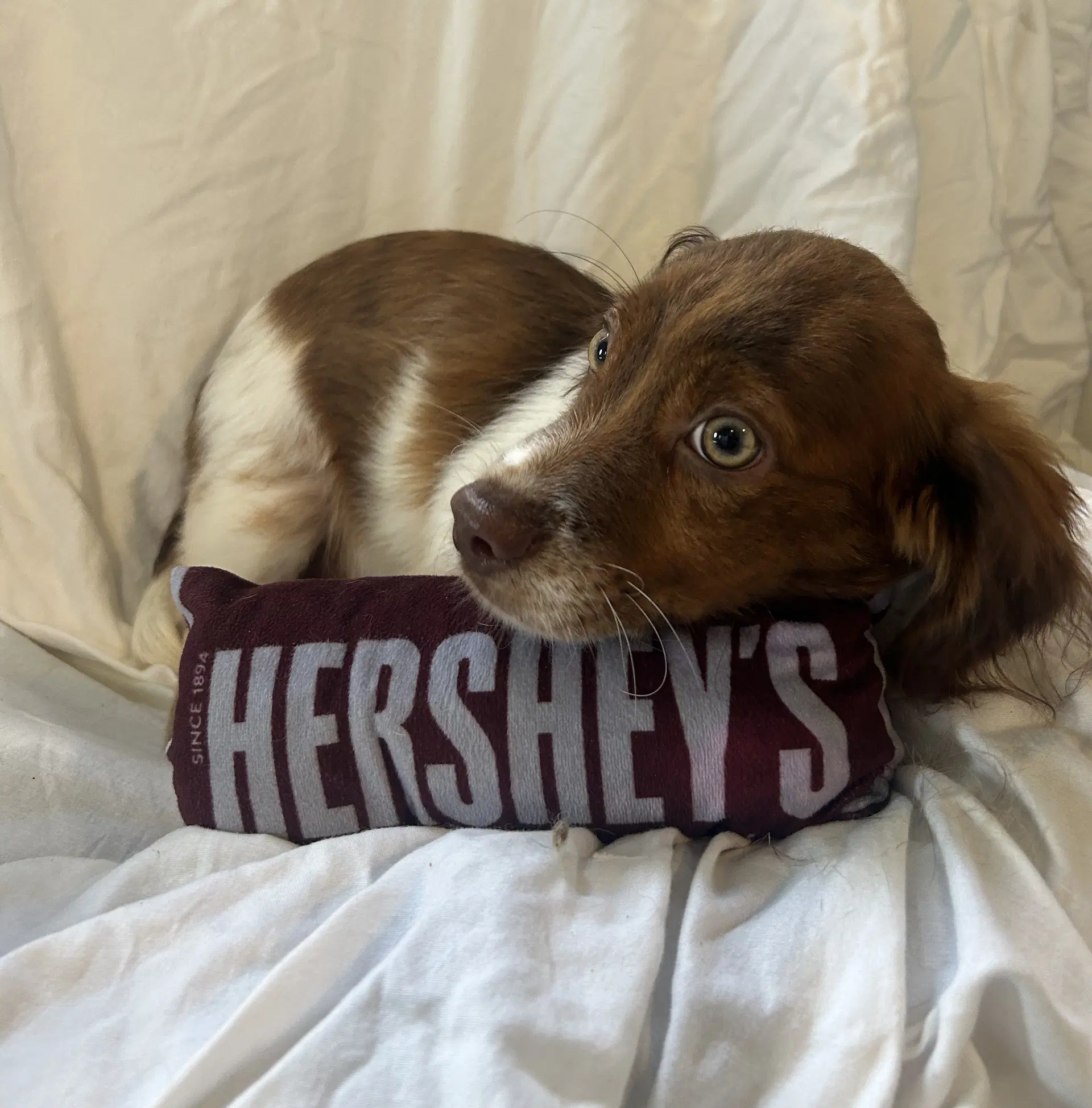 Hershey image 2