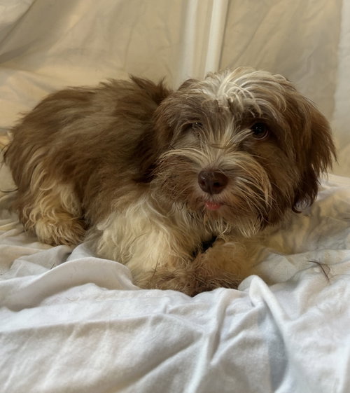 Muffin, an adoptable dog