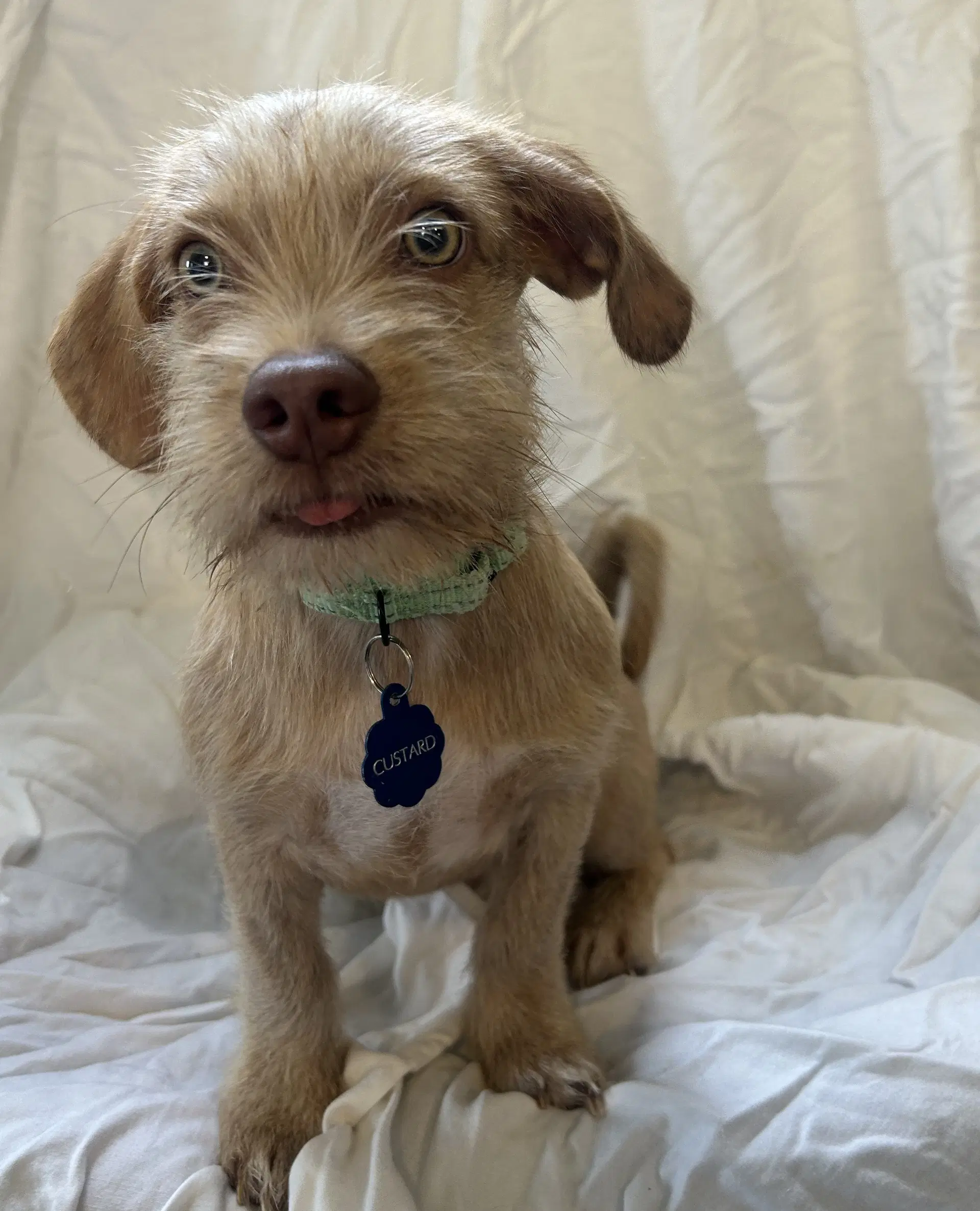 Custard - Terrier